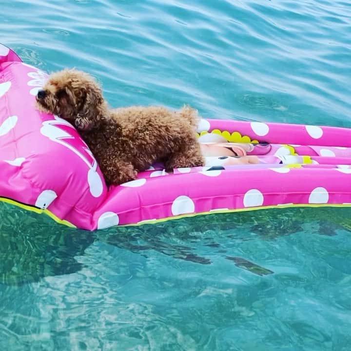 落合リザのインスタグラム：「Richanın yaz tatil🏖 #köydehayatvar りちゃの夏休み🏊‍♀️ #トイプードル#海外在住#トルコ#海#toypoodle#といぷーどる#いぬすたぐらむ#いぬのいる暮らし#犬#dog#summer#夏休みの思い出」