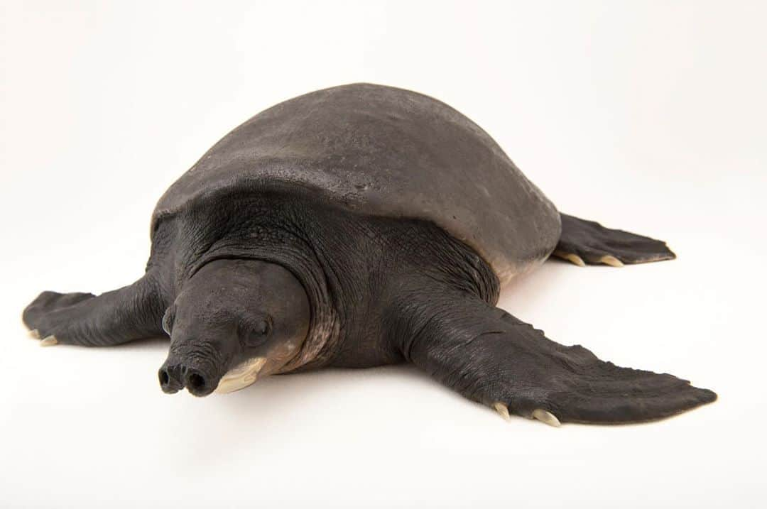 Joel Sartoreさんのインスタグラム写真 - (Joel SartoreInstagram)「Because of its uniquely shaped, large nose which vaguely resembles a pig snout, the Fly River turtle is sometimes referred to as a pig-nosed turtle. While strange looking, this snout helps to protect the turtle from predators by acting like a snorkel, allowing it to breathe at the surface of the water while the rest of its body remains submerged. #turtle #flyriver #pignose #snout #snorkel #PhotoArk #savetogether」8月16日 23時32分 - joelsartore