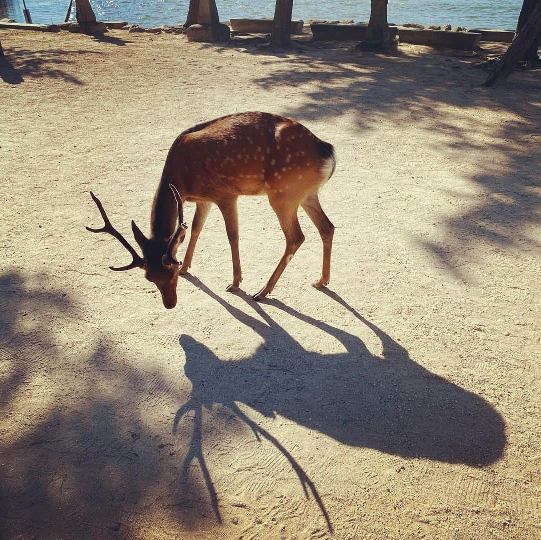 潮圭太さんのインスタグラム写真 - (潮圭太Instagram)「. #夏休み #避暑 #広島」8月16日 23時48分 - memberushio