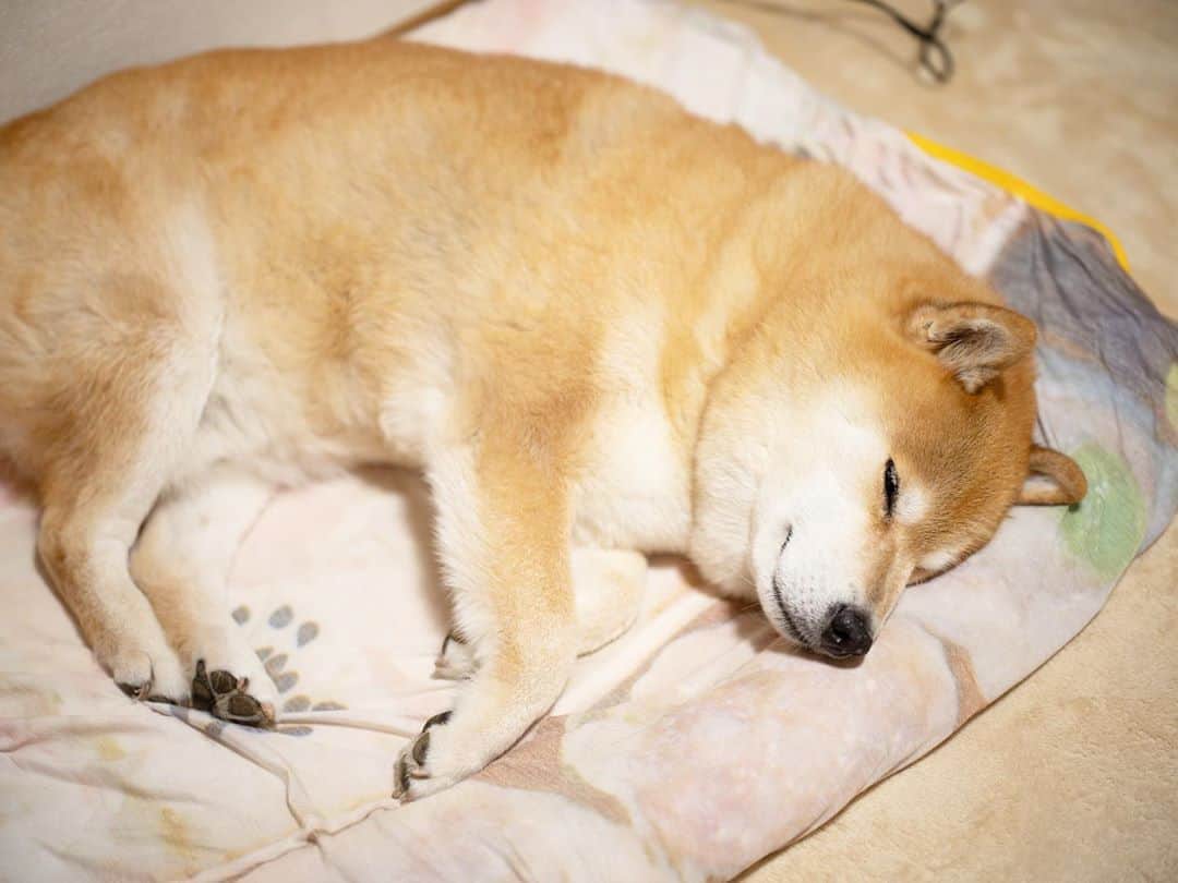 まる（まるたろう）のインスタグラム