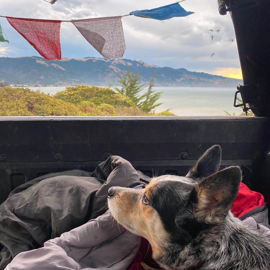 Dogs by Ginaのインスタグラム：「Layin low through last nights magical light show over the Bolinas bay. What a treat!」