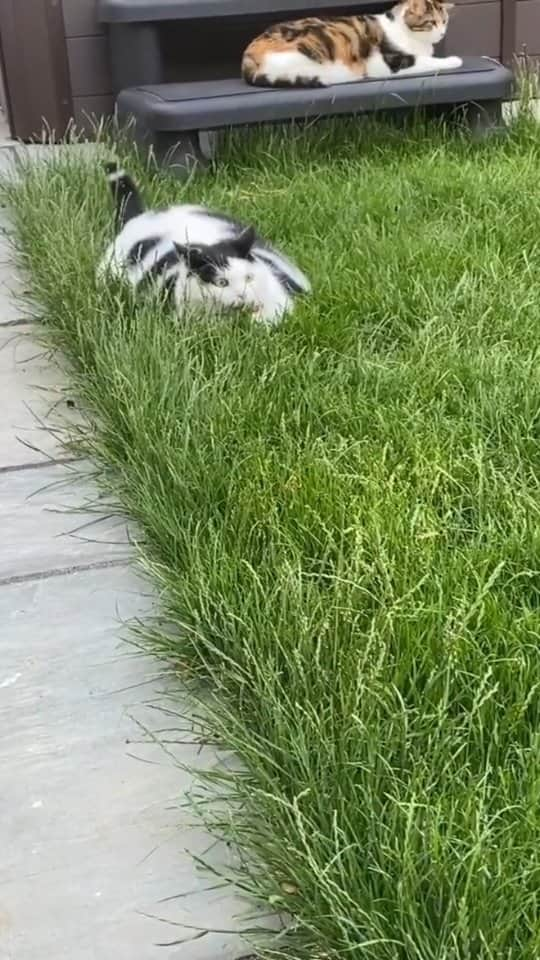 Pleasant Catsのインスタグラム：「Ooooh laaawd heee comin!  From keith_the_cat_cow - on tiktok  • • • • #pleasantcats #cat #cats #kitten #kittens #kitty #gato #neko #meow #cute #fluffy #adorable #pet #pets #animal #animals #instacat #instapet #catsofinstagram #petsofinstagram #catstagram #petstagram #ilovemycat #weeklyfluff #catoftheday #catlover #adoptdontshop  #고양이 #ねこ  #猫」