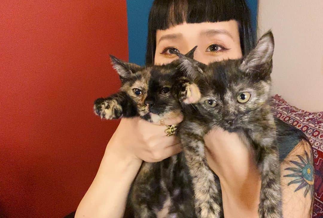 小春のインスタグラム：「猫さまと 同居することにしました。 アンちゃんとニュイちゃんです。  ふたりとも5/23生まれ 女の子だよ。  保護猫の活動をしておるSILENT SIRENのひなさん @hinaofficial0313  から受け取りました。  おふたりとも マンチカンのトーティなんだけど、足が短くなくて長いから保護猫になってしまったそうな。 マンチカンは足が短いのが人気らしいけど、人間界では足が長いのが人気なのにな…勝手な話よの。  ずっと どうしよっかな〜なんてぼんやり思ってはいたものの 命だしなあ…なんて考えて でも  ちょっと欠けてるだけでポイッとされちゃった2匹を見て 遠からずな私と一緒に住むのはどうですかと 思いましたという話です。  まだちょいちょい咳き込んでる2匹だけども薬のシロップも錠剤も爪切りも嫌がらないいい子だヨ。  エサの好みが日によって変わること以外最高だヨ。 グルメなやつらめ… 好き嫌い多かった小さい頃のももと似てるな…  仲良くしてよね〜  どうしよう… 猫だらけになるよインスタ…  #cat」