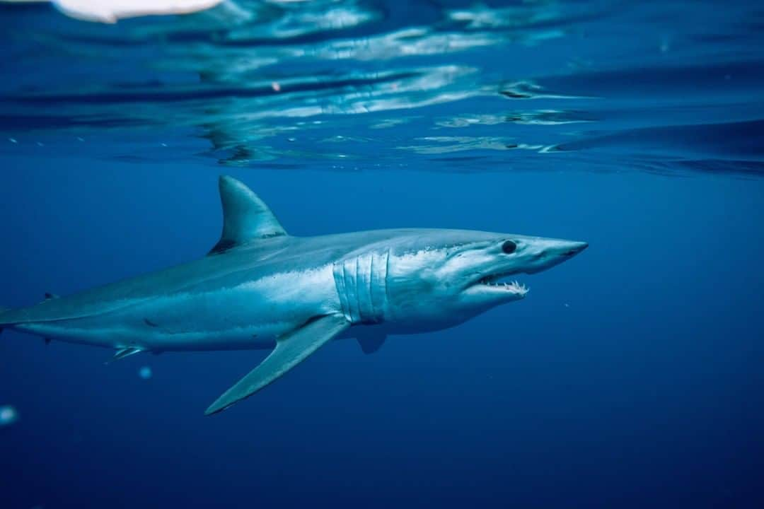 アニマルプラネットさんのインスタグラム写真 - (アニマルプラネットInstagram)「One look at that long, streamlined body and you’ll understand why the mako shark is considered to be the fastest in the world. The species can reach more than 40 miles per hour. . . . . . . . #mako #makoshark #shortfinmakoshark #sharkweek #sharks #discoverychannel #sharkpickles #sharkweek2020 #animalplanet #fishfriday #saltwater #ocean #photooftheday #pictureoftheday」8月17日 1時00分 - animalplanet