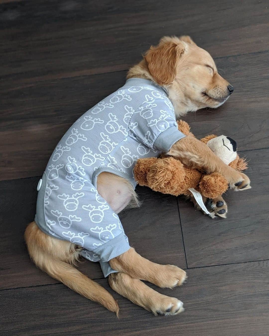 のインスタグラム：「“Onesie ✔️ Teddy ✔️ Bedtime ✔️” - 📷 @mini.tapioca - #barked #dog #doggo #puppy #pupper #GoldenRetriever #GoldenRetrieverPuppy」