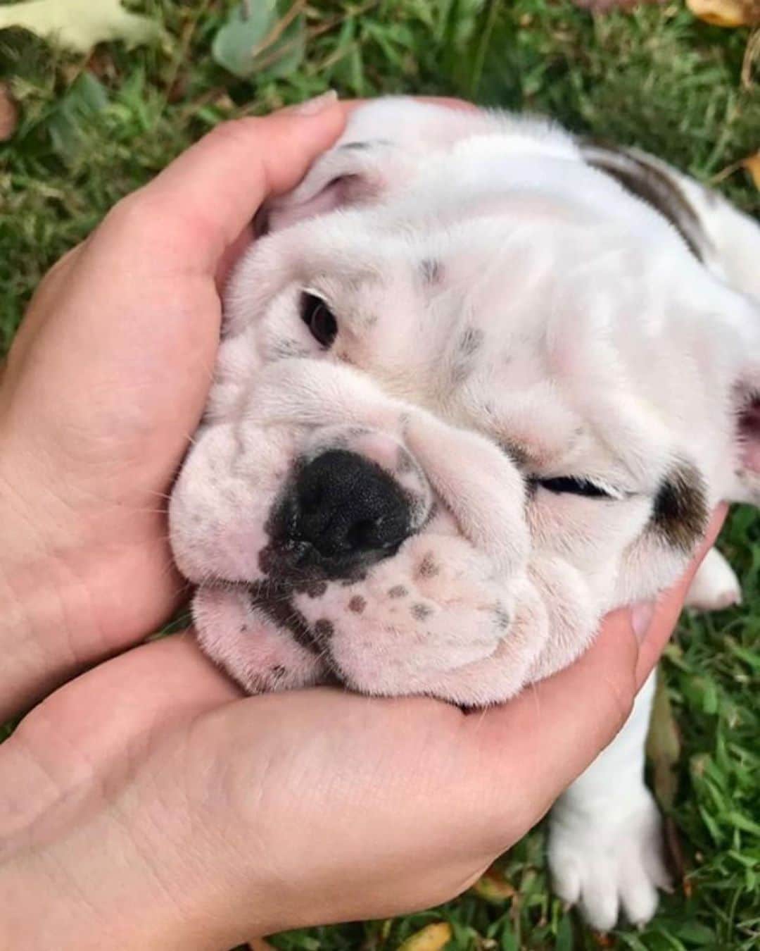 Bodhi & Butters & Bubbahのインスタグラム：「June Bug turns 1! 😍🐶🎂  🐶 @kelsey___robinson1」
