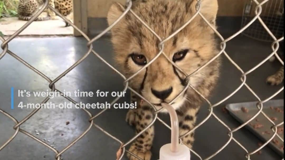 スミソニアン国立動物園のインスタグラム