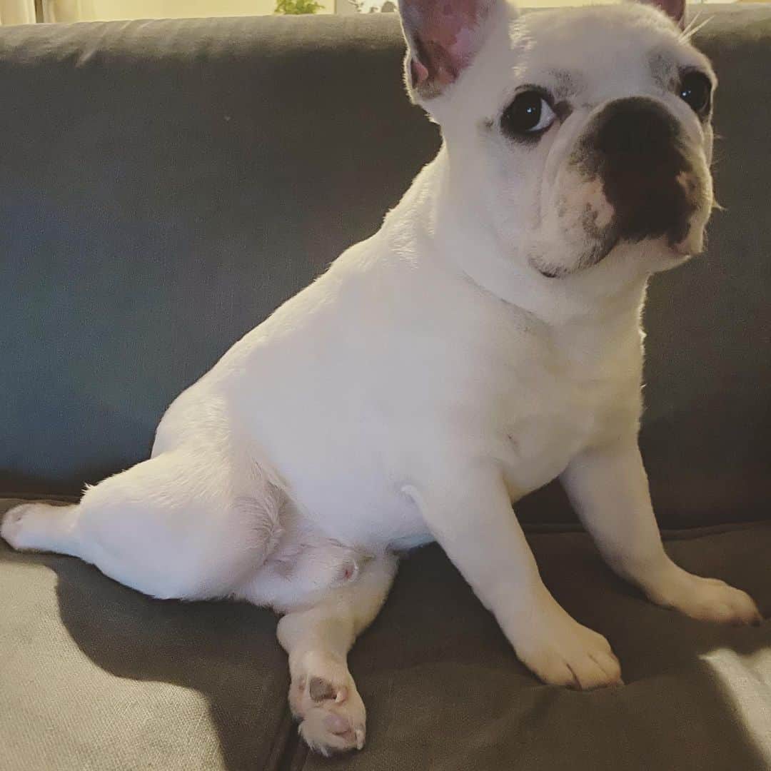 鑑田幸代のインスタグラム：「足🐾 #乙女座り❤︎ #frenchbulldog  #frenchbulldogs  #french_bulldogs  #frenchie  #buhi  #ハニーパイド #フレブル  #グース #グーちゃん」