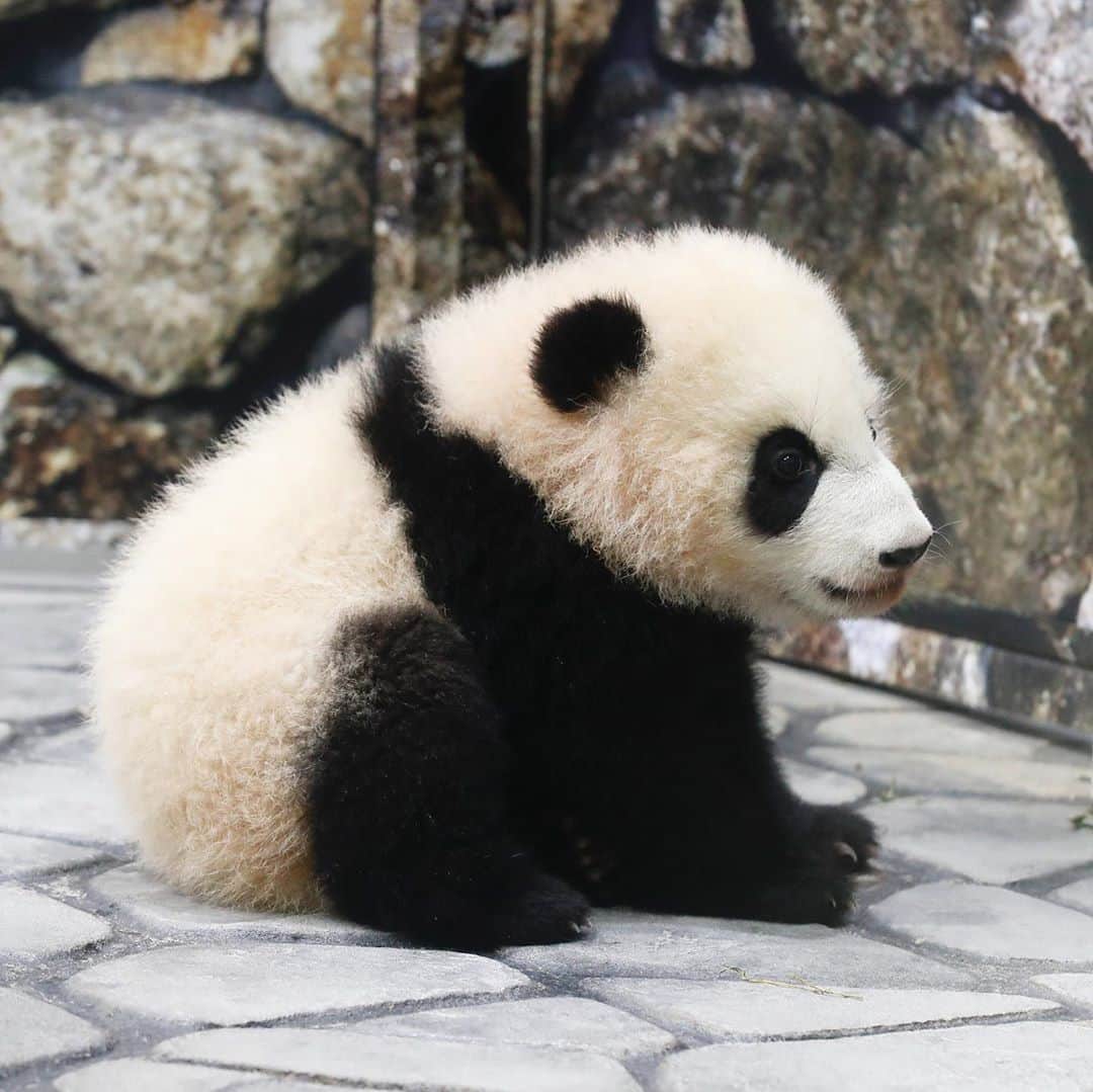 パンダ（白浜）さんのインスタグラム写真 - (パンダ（白浜）Instagram)「keep in touch🤝　#彩浜 🌈 #photography  #adventureworld 2️⃣0️⃣1️⃣9️⃣  🐼😊🐼  #ADVENTUREWORLDPANDAS #baby #HELLOLITTLE #pandamental #hellopanda #ハローリトル #ハローパンダ #パンダグラビア #パンダ　and #panda #pandababy 🐼🐼🐼」8月17日 1時35分 - hellopanda_book