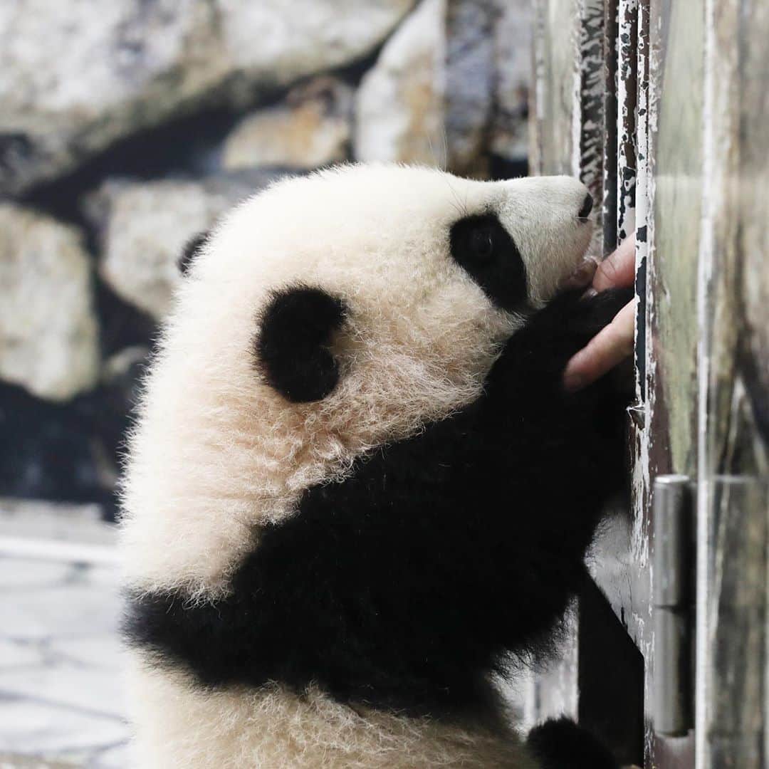パンダ（白浜）さんのインスタグラム写真 - (パンダ（白浜）Instagram)「keep in touch🤝　#彩浜 🌈 #photography  #adventureworld 2️⃣0️⃣1️⃣9️⃣  🐼😊🐼  #ADVENTUREWORLDPANDAS #baby #HELLOLITTLE #pandamental #hellopanda #ハローリトル #ハローパンダ #パンダグラビア #パンダ　and #panda #pandababy 🐼🐼🐼」8月17日 1時35分 - hellopanda_book