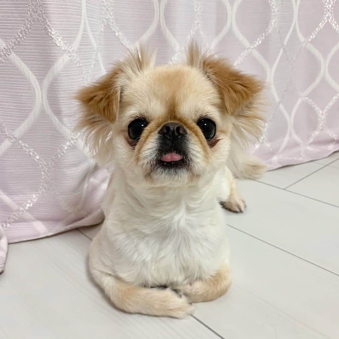 のインスタグラム：「最近のイッヌをどぞ！ 今回は6本だて😂💓 . ・きなこ前足の関節ゆるゆるやで ・きなこ空飛ぶ犬になる ・ぽんちゃんはママの染み付いたにおいの寝巻きが好き ・〜絶望〜 ・イッヌのスンスン動画 ・ぽんちゃんの触れの圧 . でお送りいたします📺💕 皆さんも癒されてください🥺 . #イッヌ#イッヌがいる生活 #犬#犬のいる暮らし #dog#puppy#チワワ#チワワのいる暮らし #ペきちわ#ペキチワ#可愛い」