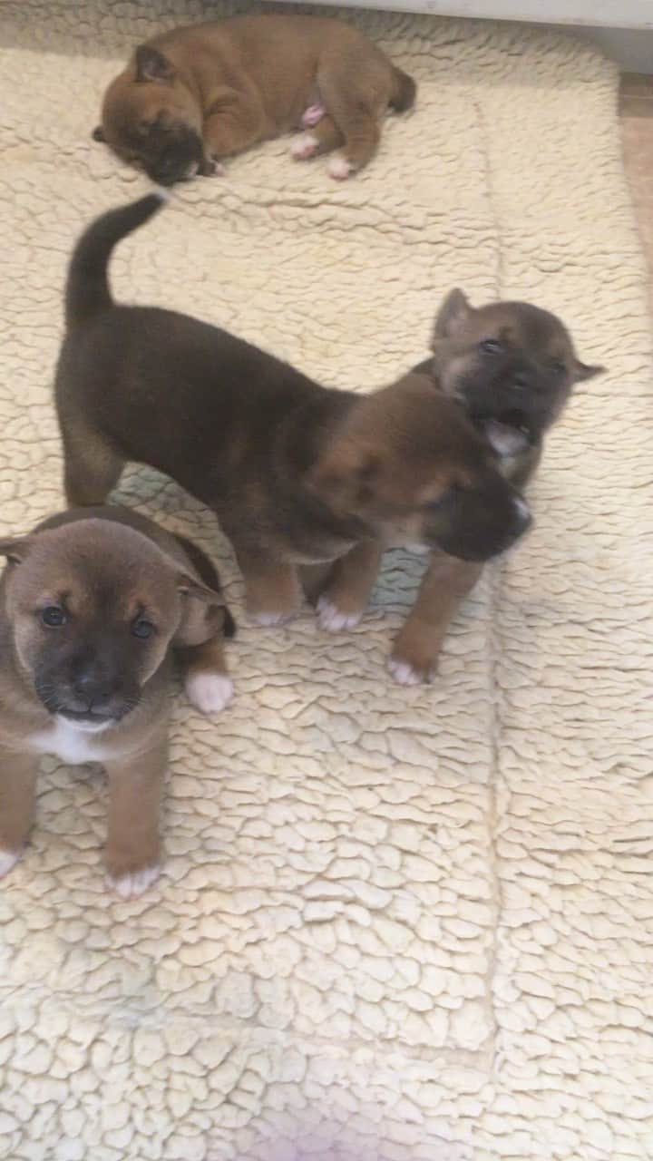 のインスタグラム：「I can never get enough of listening to the baby New Guinea a Singing dogs singing with their mama, Luxx.  These beautiful babies were born almost 3 years ago and were a conservation litter by the founders of the @jabcecc - Mama Luxx was a rescue from a zoo in Canada that was shut down due to animal welfare issues. Luxx was the only survivor of her litter.  The Sire of the litter was a Singer born in the San Diego zoo who was raised by a singer conservationist.  . The #NGSDs are truly special canids.  You can learn all about them at the JABCECC and many other canids! The founders of the JABCECC kept two puppies from the litter, Stumpy doo and Nicky R.  They also still have Mama Luxx.  They recently lost another singer they had rescued with Luxx, Archer.  Some of you might have had the pleasure of seeing him or hearing his beautiful voice during one of the encounters! He is missed!!  . . #singers #singsongalongs #puppies #puppiesofinstagram #puppylove #puppiesofinsta #primitivedogs #conservation」