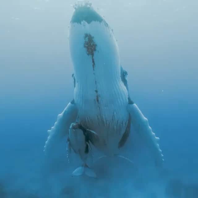 WildLifeのインスタグラム：「Video/Caption by @paulnicklen There are some breath-hold dives where the experience is so mesmerizing I completely forget about the burning sensation in my lungs. This was one of those occasions. As the whale song of a distant male reverberated through my body, this devoted mother humpback basked in the warm waters off the coast of Tonga – patiently waiting for her baby to grow, and building strength for the long journey back to their feeding grounds in Antarctica. I bid a silent farewell before gently floating to the surface so as not to disturb them.」
