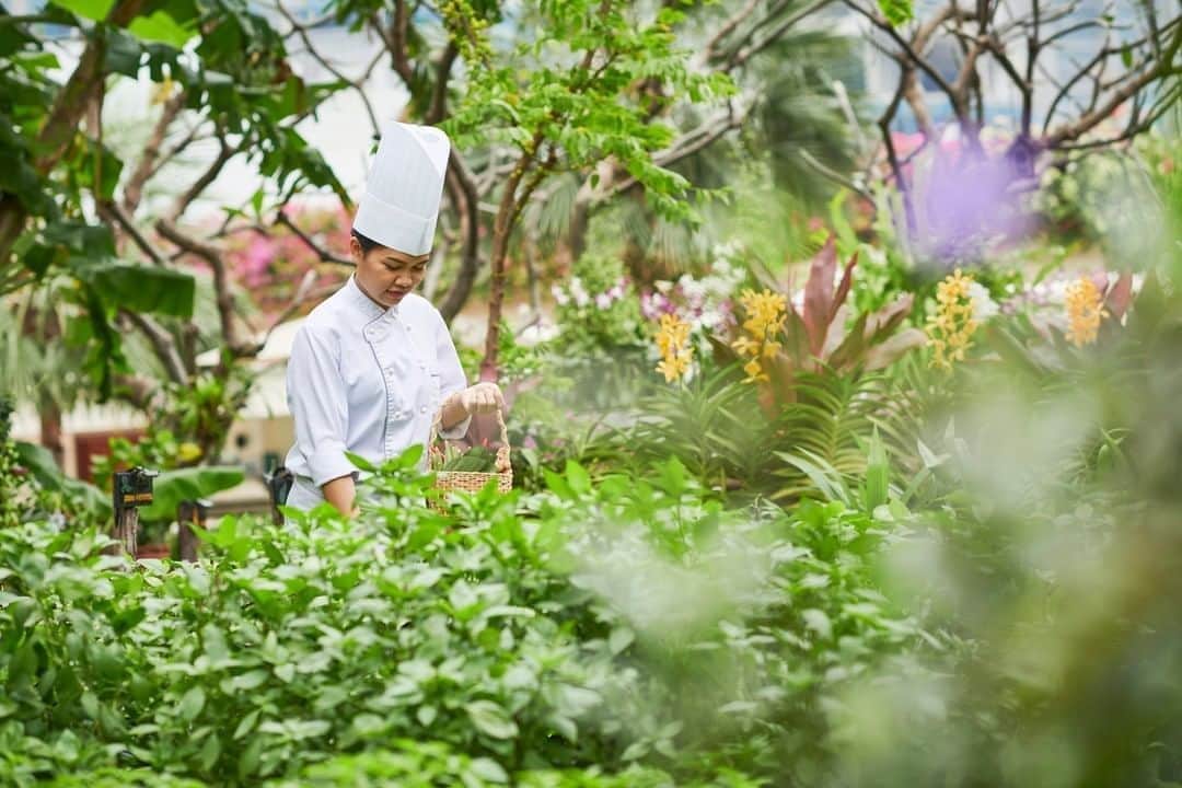 The Peninsula Hotelsさんのインスタグラム写真 - (The Peninsula HotelsInstagram)「Fun fact: At @thepeninsulabangkok, the Thai basil used to create many of our dishes, including green curry, is grown onsite at The Peninsula Natural Garden, established in 2006. It doesn’t get fresher than that!⁣ ⁣ ⁣ ⁣ ⁣ ⁣ #peninsulahotels #luxuryhotelexperience #luxuryexperience #fivestarservice #fivestarhotel #peninsulastay #bangkok」8月17日 3時04分 - peninsulahotels