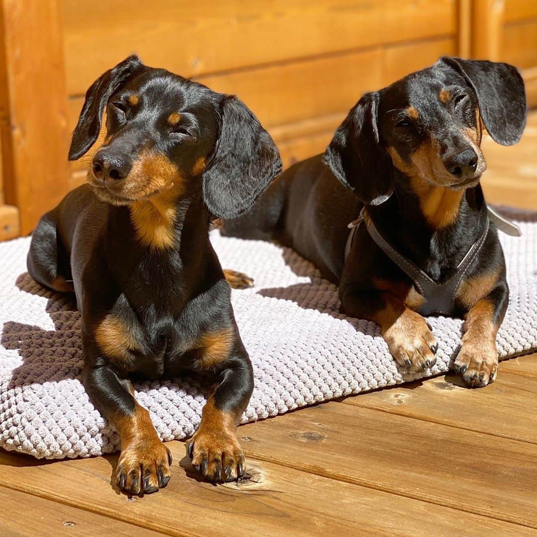 Crusoe the Celebrity Dachshundのインスタグラム：「“Just the brothers!” ~ Crusoe」