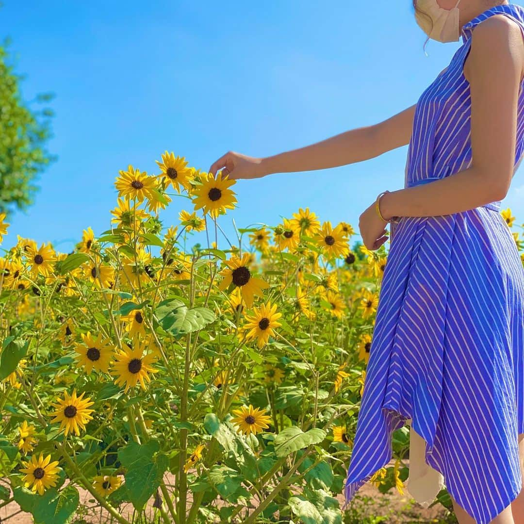 ななぺろさんのインスタグラム写真 - (ななぺろInstagram)「🌻🌻🌻  皆ちびまわり？でした🌻 暑すぎて溶けました…  熱中症には気をつけましょう❗🌞  #sunflower #yellow #photo #me #sky #blue #flowers #beautiful #makeup #hair #fashion #fashionista #stripe #instagood #instalike #instagram #followｍe #follow #likeforlikes #likeforfollow  #ひまわり  #ちびまわり #綺麗 #熱中症 #ファッション #メイク #いいね返し #いいね #フォローミー #フォロー歓迎」8月17日 3時20分 - nanapero9