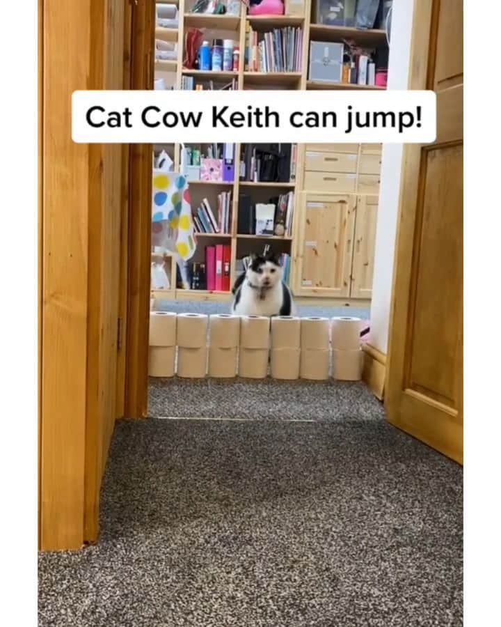Pleasant Catsのインスタグラム：「Can chonky boi jump? For all the Karen's that think Keith can't walk 😻🐄  From keith_the_cat_cow - on tiktok  #pleasantcats」