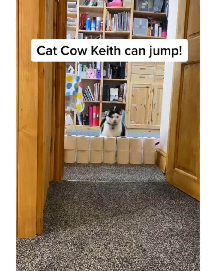 Pleasant Catsのインスタグラム：「Can chonky boi jump? For all the Karen's that think Keith can't walk 😻🐄  From keith_the_cat_cow - on tiktok  #pleasantcats」