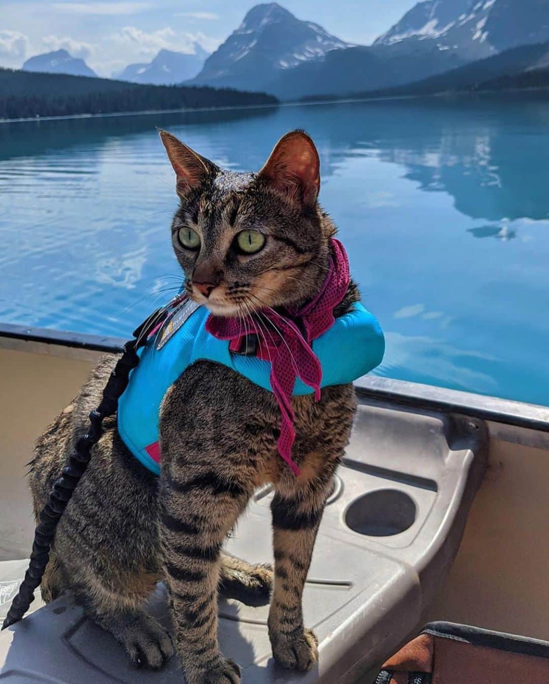 Bolt and Keelさんのインスタグラム写真 - (Bolt and KeelInstagram)「Our first @adventrapets feature is of fellow Canadian adventure cat Mildred Bean ➡️ @mildredbeanbaby . Look at those balance skills 😽💙 ———————————————— Follow @adventrapets to meet cute, brave and inspiring adventure pets from all over the world! 🌲🐶🐱🌲  • Tag us in your posts to get your little adventurer featured! #adventrapets ————————————————」8月17日 4時56分 - adventrapets