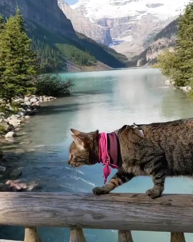 Bolt and Keelのインスタグラム：「Our first @adventrapets feature is of fellow Canadian adventure cat Mildred Bean ➡️ @mildredbeanbaby . Look at those balance skills 😽💙 ———————————————— Follow @adventrapets to meet cute, brave and inspiring adventure pets from all over the world! 🌲🐶🐱🌲  • Tag us in your posts to get your little adventurer featured! #adventrapets ————————————————」