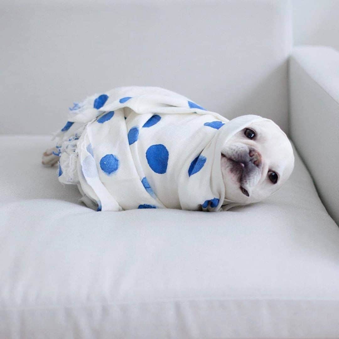 のインスタグラム：「Me during the quarantine - 📷 @theobonaparte - #barked #dog #doggo #FrenchBulldog #Frenchie」