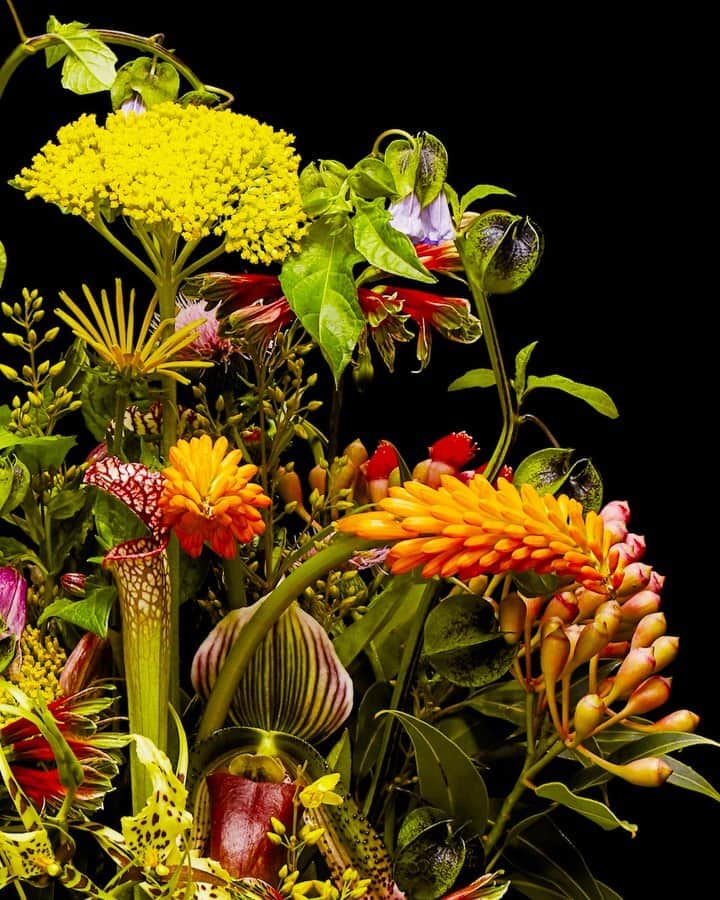 椎木俊介のインスタグラム：「Flowers  #azumamakoto #makotoazuma #shiinokishunsuke #amkk #amkkproject #flowers #flowerart #東信 #東信花樹研究所 #花  #timelapse」