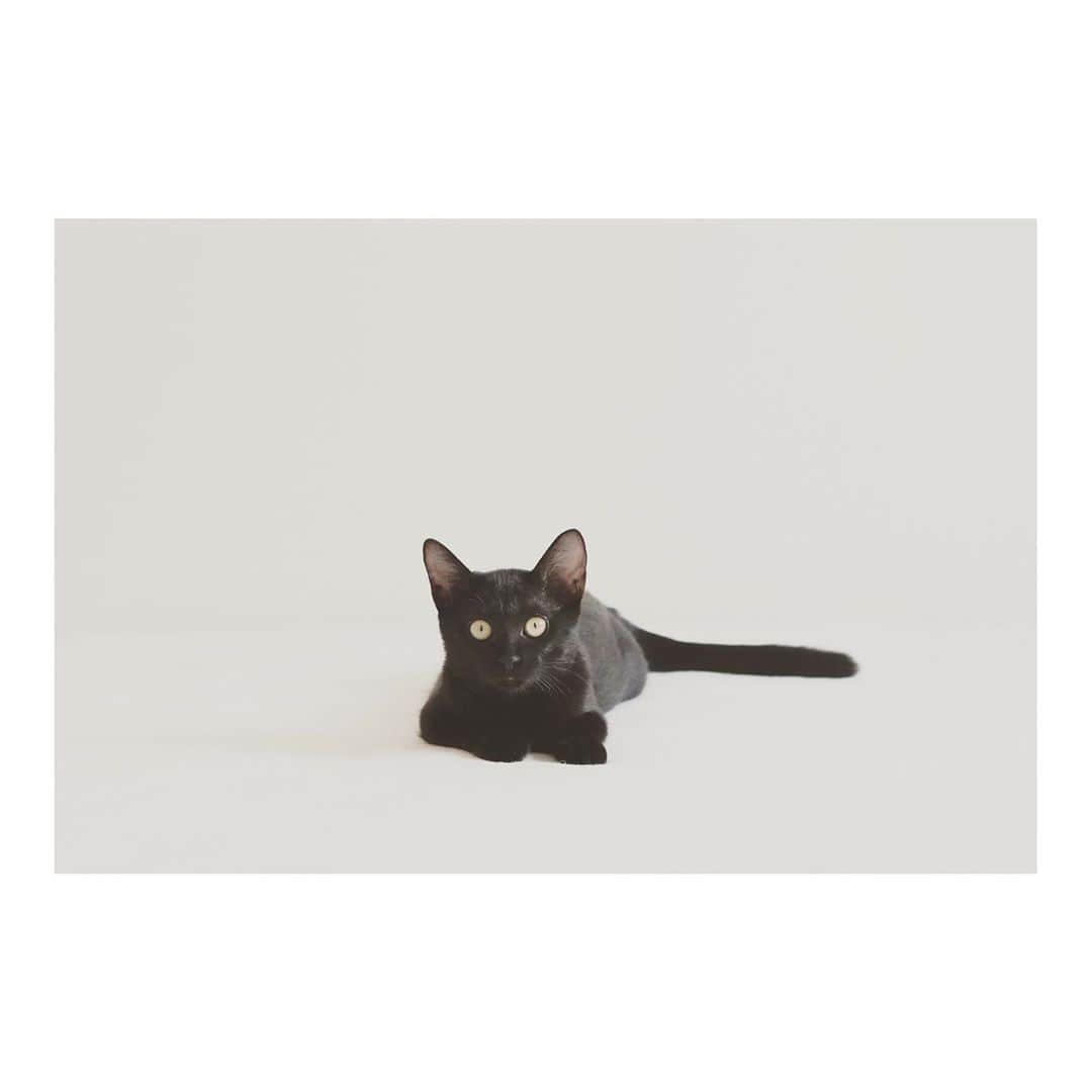 こむぎさんのインスタグラム写真 - (こむぎInstagram)「* 今日は #黒猫感謝の日 ということで、ごまちゃんの写真やこれまでに我が家に来た黒猫保護猫たちの写真を載せておきます🤗 誰が誰かわかったらめちゃ上級者です〜😂 動画は2つとも同じ子だよ😊」8月17日 6時11分 - tomochunba