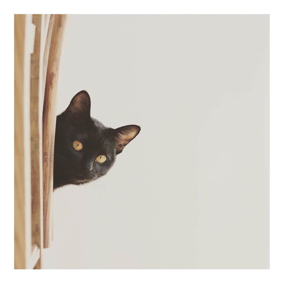 こむぎのインスタグラム：「* 今日は #黒猫感謝の日 ということで、ごまちゃんの写真やこれまでに我が家に来た黒猫保護猫たちの写真を載せておきます🤗 誰が誰かわかったらめちゃ上級者です〜😂 動画は2つとも同じ子だよ😊」