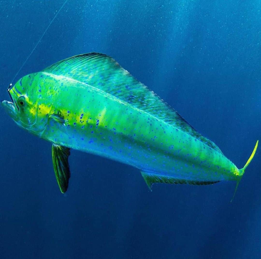 のインスタグラム：「Green gold. 📷: @sport_fish_gallery #SeeWhatsOutThere #BornOnTheWater」