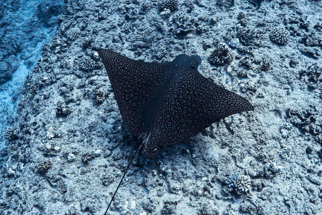 And Youさんのインスタグラム写真 - (And YouInstagram)「Spotted eagle ray preys mainly upon bivalves, crabs, whelks, benthic infauna they also feed on mollusks, crustaceans, particularly malacostracans. and also upon hermit crabs, shrimp, octopuses, and some small fish. ​. ​. ​. ​. ​. ​. ​. ​. ​. ​. ​. ​. ​. ​. ​. ​. ​. ​. ​. ​. ​#eagelray #sealife #oceanlife #underwater #ocean #sea #reef #oahu #honolulu」8月17日 6時31分 - dolphinsandyou