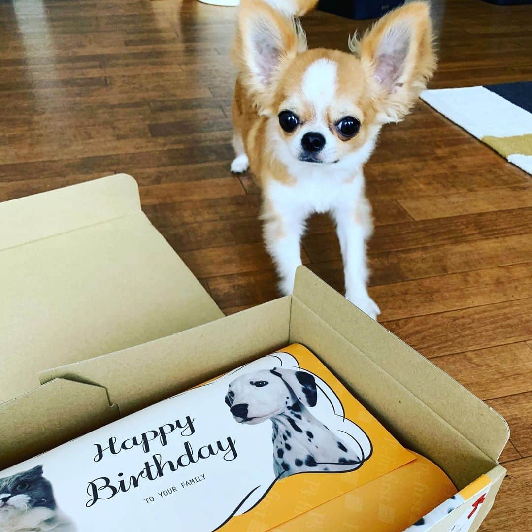 朝岡実嶺さんのインスタグラム写真 - (朝岡実嶺Instagram)「もうすぐ1歳になる雫にお誕生日プレゼントが届きました🎁😃 凄いサプライズ😆!!!  Shizuku got a birthday present🎁😃 What a surprise😆!!!  #チワワ #わんこ #お誕生日プレゼント  #chihuahua #doggy #dogsofinstagram #birthdaypresent」7月24日 15時46分 - mirei_asaoka