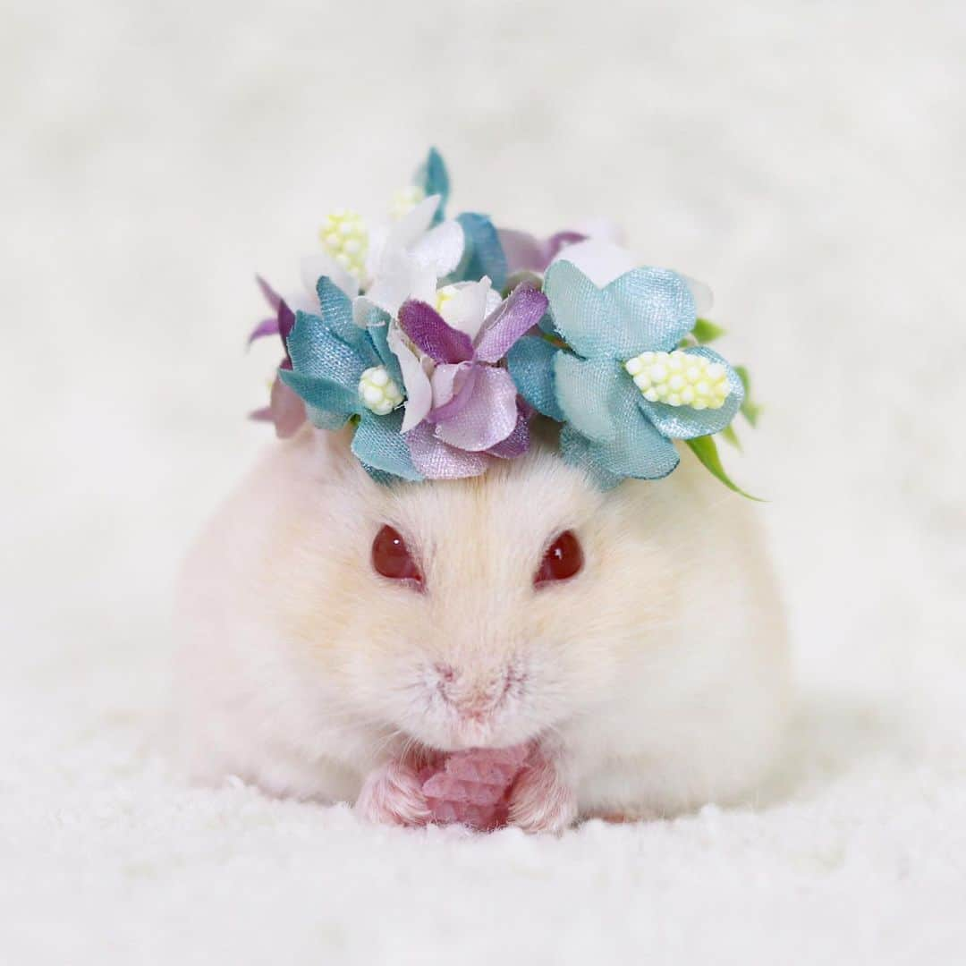 hamster_mocoのインスタグラム