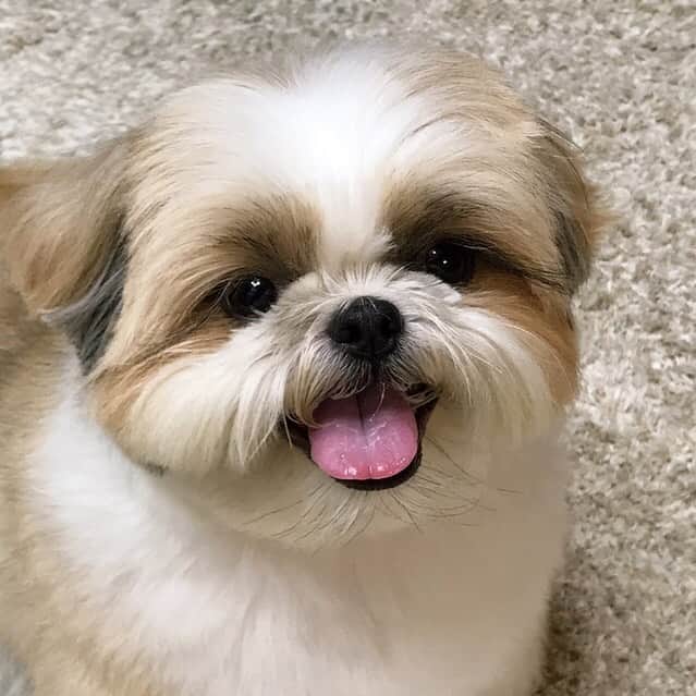 のインスタグラム：「Hope you all have a nice relaxing weekend! 😊🐶💖 * * * * * こんにちは😊 梅雨明けが待ち遠しい今日この頃…🙄☂️ 皆さん、体調に気をつけてお過ごしくださいね☺️🐶🍀」