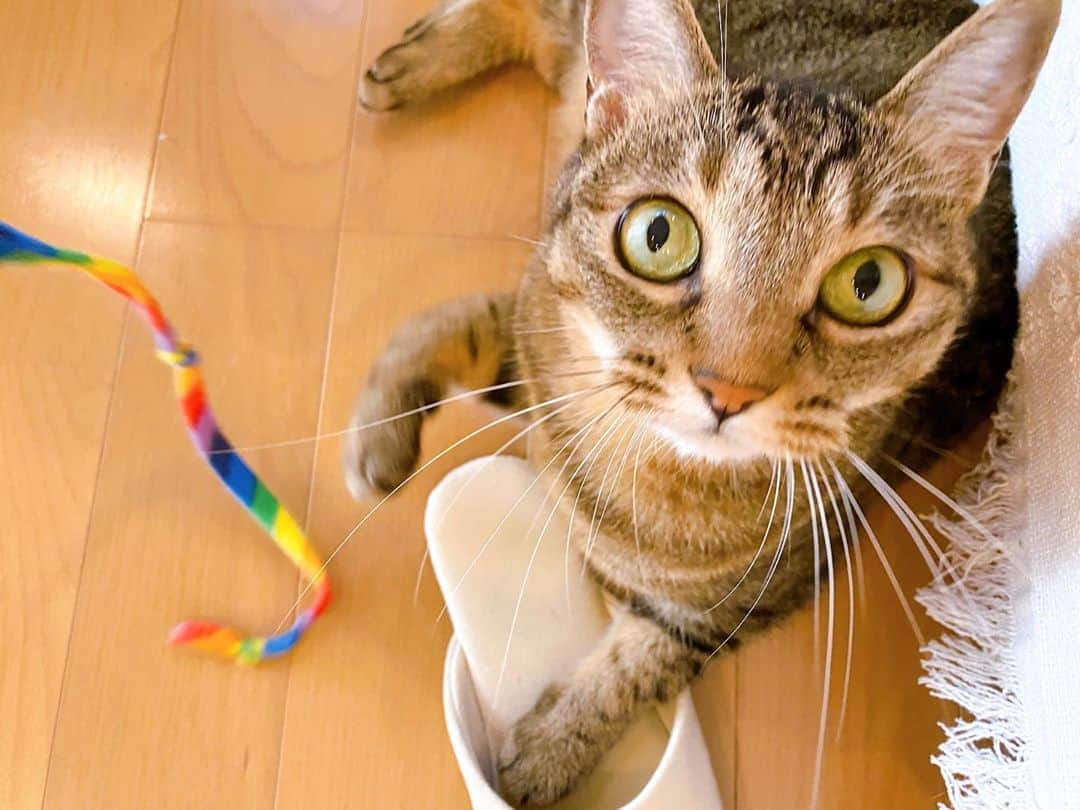 のインスタグラム：「シマシマのナツと三毛猫のモミさん🐱❤️愛おしい😭💕 アメリカで流行ってるというハワイ土産の猫じゃらしに夢中🥰 . #猫 #cat #保護猫 #キジトラ #三毛猫 #猫好き #猫好きさんと繋がりたい #ハワイ購入品 #猫じゃらし #猫じゃらしに夢中」