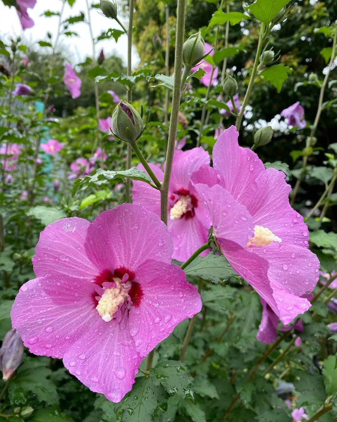 花野じゅりあさんのインスタグラム写真 - (花野じゅりあInstagram)「. いつかの雨上がりの立葵  雨の滴のついた花や葉がキラキラして、とても綺麗でした  まっすぐ上に伸びて、大きな花を咲かせる  素敵な花です . . . . . #立葵 #雨上がりの景色」7月24日 14時50分 - julia.hanano