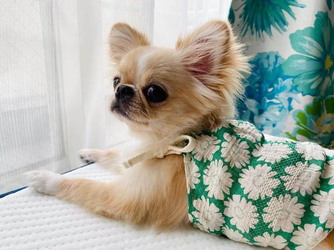 下平夏奈さんのインスタグラム写真 - (下平夏奈Instagram)「可愛くて即決⭐️  ピノの夏用ワンピースを @moncheri.dog さんで オーダーしました♪  緑に花柄って最強の組み合わせ！ : : #モンシェリ #ドックウェア #犬服 #犬服オーダー  #ペキチワ #ミックス犬 #mix犬 #チワワ #ペキニーズ #犬好き #わんこ #わんこのいる暮らし #犬のいる暮らし」7月24日 15時25分 - kana0412.sss