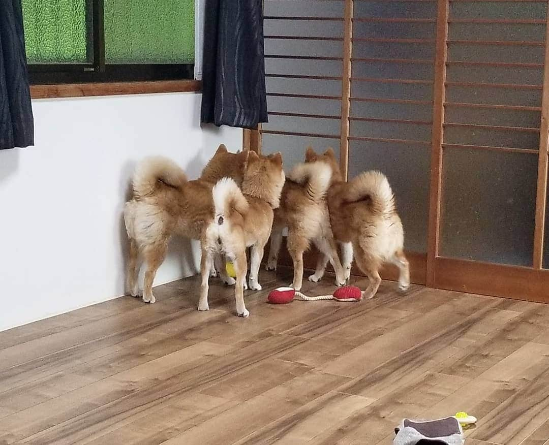 柴犬たま Shibainu Tamaさんのインスタグラム写真 - (柴犬たま Shibainu TamaInstagram)「眠る柴犬たち…🐶💤﻿ ﻿ 何かを察知して集合‼️﻿ ﻿﻿﻿ Caption trans🇬🇧﻿﻿﻿ Sleeping Shiba Inus…🐶💤 They woke up when they realized what was going on‼️﻿ ﻿﻿﻿ #たま家族 #柴犬ミケ #ミケママ #柴犬コイ #柴犬トロ #柴犬ウニ #おしゅし兄弟 #仲良し親子 #柴犬落ちてます #寝顔 #すやすや #プリケツ #柴尻 #しっぽモフモフ #後頭部フェチ﻿ #柴犬 #shiba #shibainu #shibastagram #犬 #dog #柴犬子犬 #子犬 #shibapuppy #shibainupuppy #puppy #多頭飼い」7月24日 15時35分 - tama7653