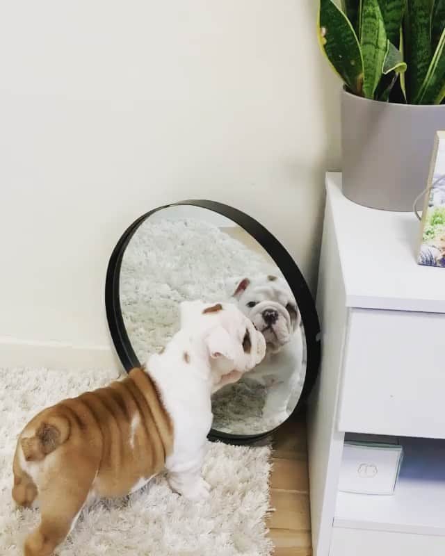 Bodhi & Butters & Bubbahのインスタグラム：「When you’re sexy and you know it 💁🏼‍♀️  . . . . . #bulldog #swag #sexy #and #i #know #it #toocute #for #this #sassy #smile #laugh #thursday #puppy #love #sweet #baby #positivevibes #dogsofinstagram #bestoftheday 💗 @stein.englishbulldog」