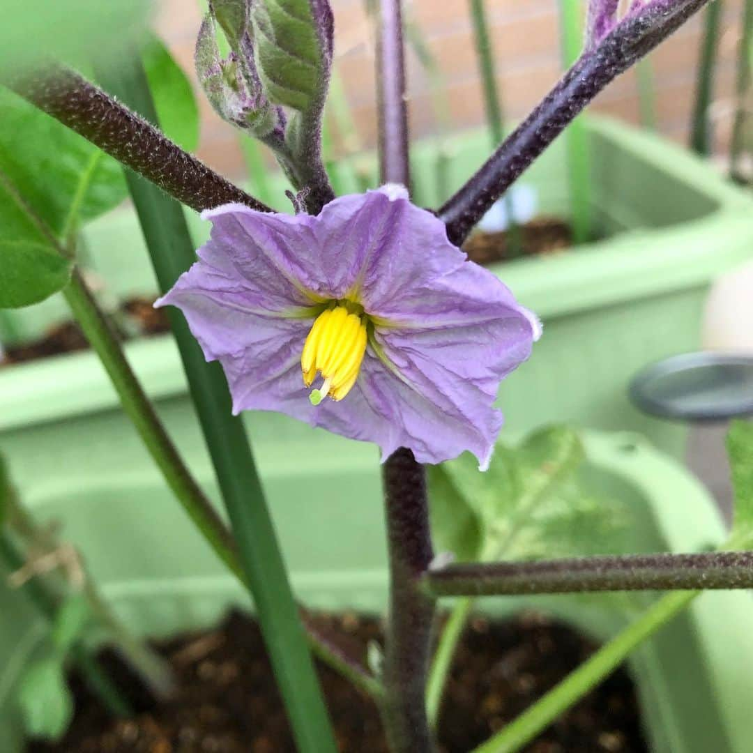 石原詢子さんのインスタグラム写真 - (石原詢子Instagram)「ベランダ菜園の長ナスに花が咲きました。 他にもいっぱい蕾が出てきてます  #ベランダ菜園  #長ナス #長ナスの花 #蕾もいっぱい  #今度こそ #実になってほしい #おおきくなぁれ  #しあわせの花 #石原詢子 #今日も一日 #頑張りましょうね」7月24日 7時27分 - junko_ishihara.official