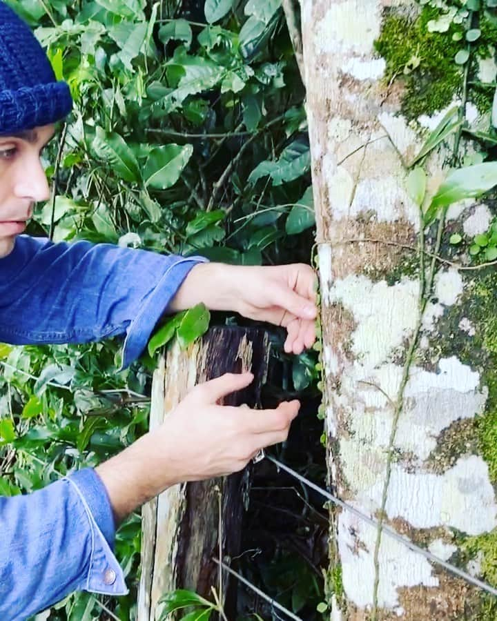 ローガン・ハフマンのインスタグラム：「Stop and listen if you want to hear the amazing wonder of tendrils! #tendrils #Viningplants」