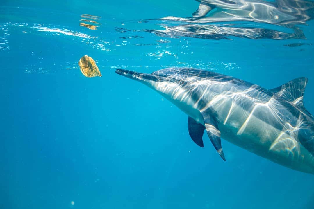 And Youさんのインスタグラム写真 - (And YouInstagram)「Hawaiian spinner dolphins love to play play by passing leaves around between themselves and sometimes willing humans. We call it the "leaf game". 🍃. ​. ​. ​. ​. ​#dolphins #discoverocean #saltnomads #dolphins #wowdestinations #oahu #hawaii #underwaterphotographyhawaii」7月24日 8時19分 - dolphinsandyou
