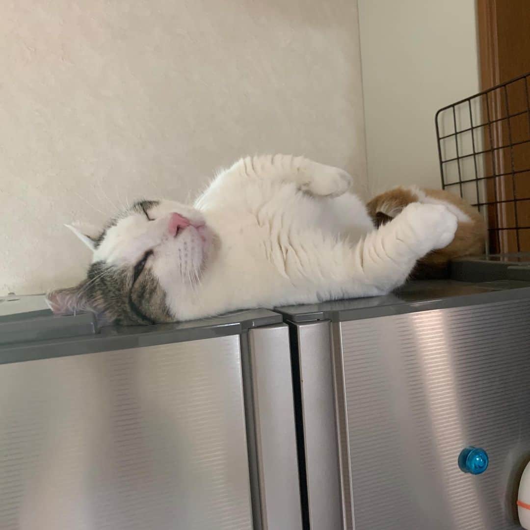 ひのき猫さんのインスタグラム写真 - (ひのき猫Instagram)「これ、寝てるんです(-_-)zzz」7月24日 8時35分 - hinoki.cute.kitten
