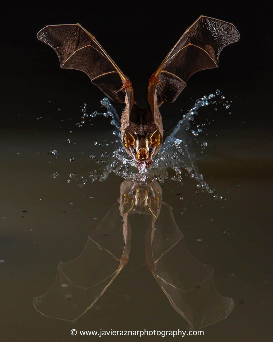 thephotosocietyさんのインスタグラム写真 - (thephotosocietyInstagram)「Photo by @javier_aznar_photography // Tent-making Bat, Uroderma bilobatum, captured while flying downwards to drink water from a pond in the Ecuadorian Amazon.  It wasn't easy to take this photo without any auto-triggering device, but with a bit of patience, quick reflexes and a cable release  it became possible (after many nights) to have this ephemeral moment immortalised on the camera.  Follow me @javier_aznar_photography for more images and stories.  #bats #ecuador #rainforest #water #photography」7月24日 8時52分 - thephotosociety