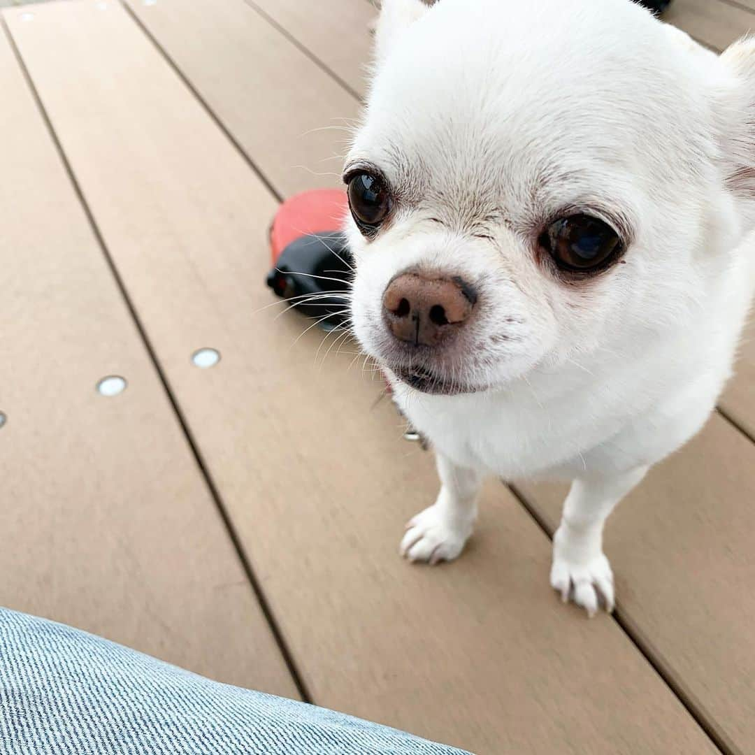 KORIKIのインスタグラム：「おはようございます♪ * #dogofsapporo #dog, #dogs, #dogstagram,#chihuahua,#犬バカ部,#チワワ,#koriki, #hanadog #白スムチ連合会, #スムチー,  #dogofthedayjp, #dogoftheday  #ilovemydog #instadog #instapet #WhiteChihuahua  #吉娃娃 #치와와  #dogsofinstagram #Chihuahualover  #ชิวาวา #チワワの輪 #barkbox #WhiteChihuahuaParty #もふもふモフモフ」