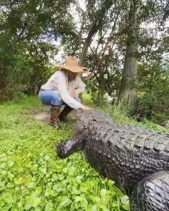 WildLifeのインスタグラム：「@discovercrocodiles 🐊 🎥 By @savannahboan Craftsman gets as excited about ribs as I do about tacos! 🤣🌮❤️ @gatorland_orlando」