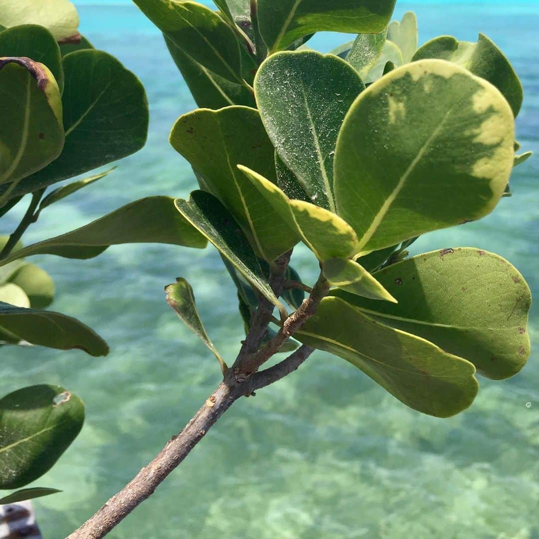 ドゥラメールのインスタグラム：「ACTION FOR THE OCEAN: Did you know that tiny plant-like organisms found in our oceans provide half of the oxygen to our planet? Carbon emissions and changes in the oceans’ pH levels has led to a decline in these microscopic miracle workers. Here’s how you can help—volunteer with or support a local organization that plants mangroves or seagrass where possible to help absorb CO2 emissions. #LaMerBlueHeart」
