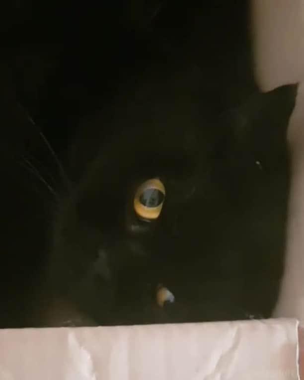 のインスタグラム：「Welcome to the void hooman⠀ ⠀ 🎥@madfluffs ⠀ ⠀ #meowed #madfluffs #blackcat #📦 #BSH #britishshorhair」