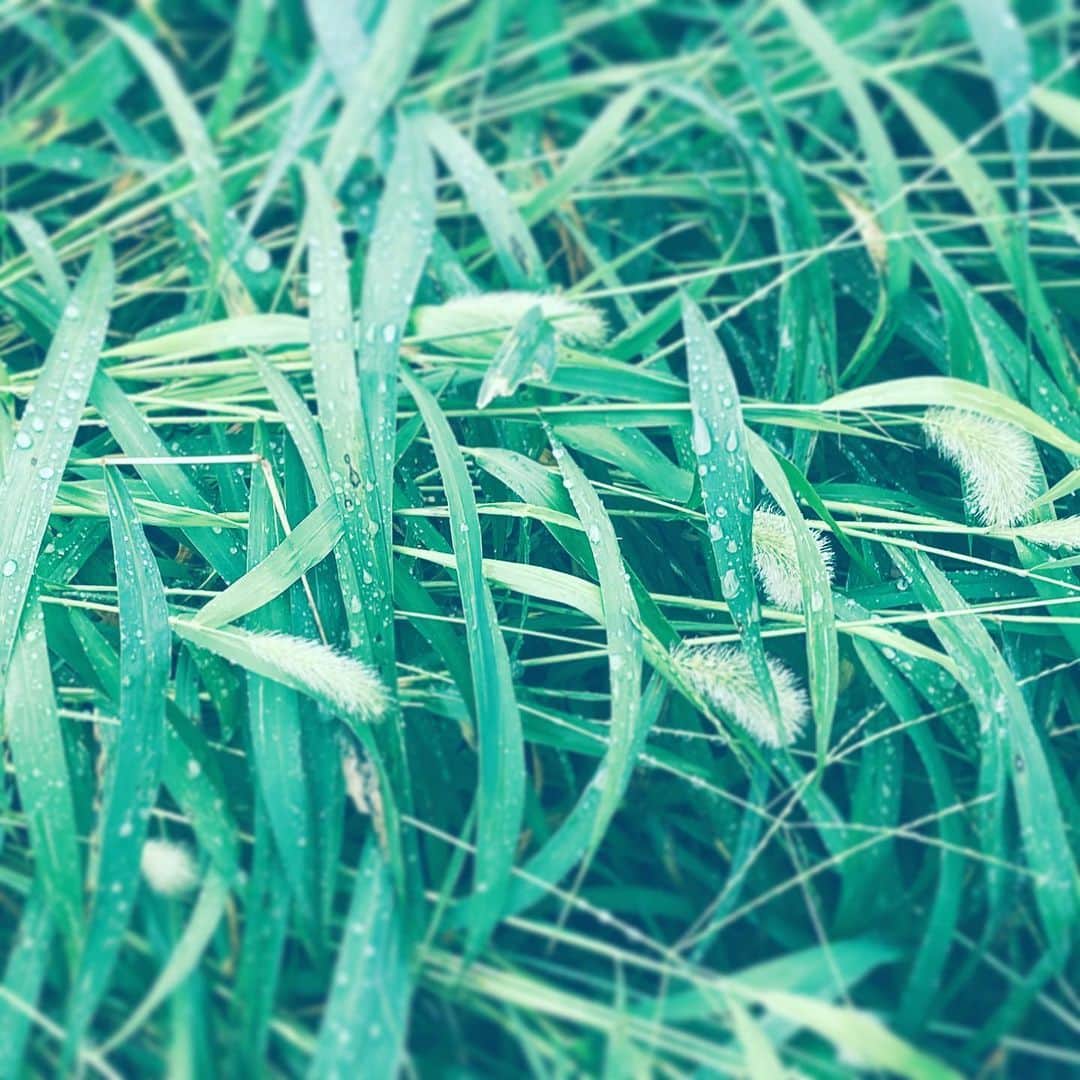 のインスタグラム：「#grass #green #poaceae #wet #hope」