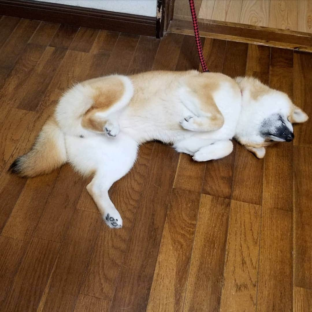 柴犬たま Shibainu Tamaさんのインスタグラム写真 - (柴犬たま Shibainu TamaInstagram)「雨降りで退屈な たまーば☔﻿ ﻿﻿﻿﻿ Caption trans🇬🇧﻿﻿﻿﻿ It's raining and Tama is bored☔﻿ ﻿﻿﻿﻿ #柴犬たま #たママ #たまーば #へそ天 #おばけ手 #うらめ柴 #上目遣い #ふわもこ﻿﻿ #柴犬 #shiba #shibainu #shibastagram #犬 #dog」7月24日 10時04分 - tama7653