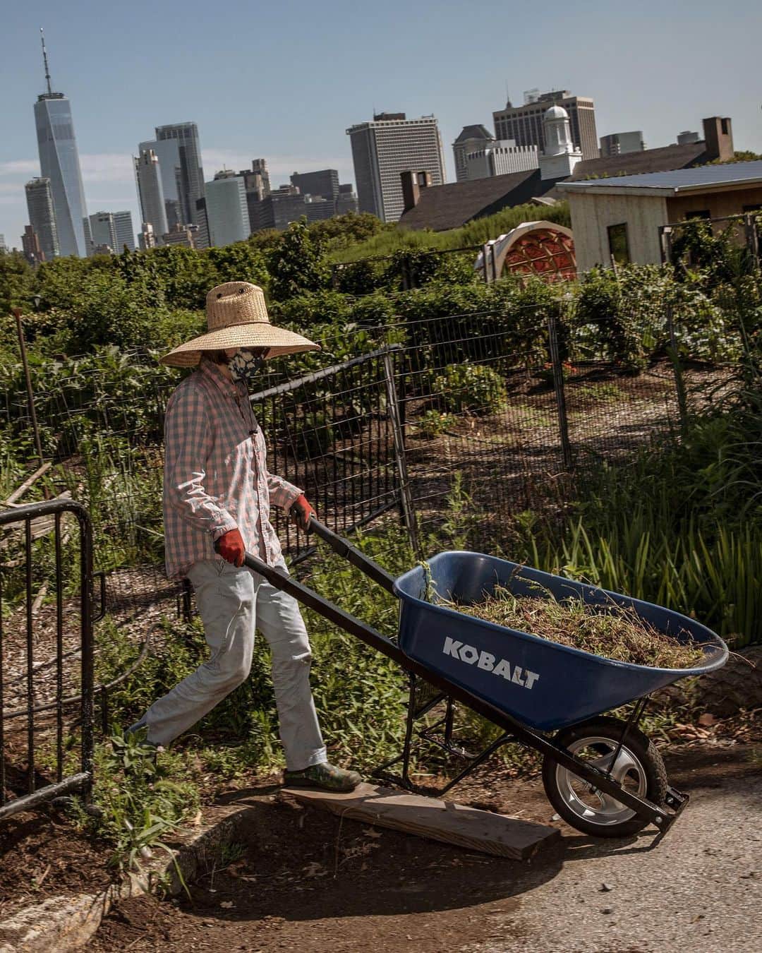 ニューヨーク・タイムズさんのインスタグラム写真 - (ニューヨーク・タイムズInstagram)「Governors Island had a charming teaching farm that was a field trip destination. Now it’s producing hundreds of pounds of fresh produce every week.   This was supposed to be the busiest summer yet for Governors Island, a semi-abandoned isle off the southern tip of Manhattan. After 15 years of careful redevelopment, it had blossomed into a lush day-trip destination. There were plans for a new tram, ferries designed to shuttle in a thousand people at a time and field trips for hundreds of city children to scramble around a one-acre teaching garden on the island’s southeastern shore.   Then the city shut down. So with the field trips canceled, the team that manages the land converted it — with its fruit trees and its 50-foot demonstration farm rows — into a victory garden for New York City.   Other organizations have been eager to work with the farm, like the Black Feminist Project in the southeastern Bronx. Since June, the group has been taking deliveries every other week from the farm — 400-pound parcels with red-leaf lettuce, hand-tied sprays of basil, freshly picked eggplant. All of it goes to the free or low-cost coronavirus relief food boxes the group has been preparing for families in the area.   Tap the link in our bio to read more about NYC’s own victory garden. Photos by @amr.alfiky.」7月24日 10時11分 - nytimes